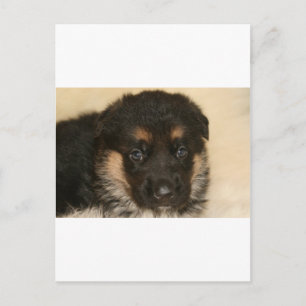 Baby German Shepherd Puppy ’Khloe’ Vykort