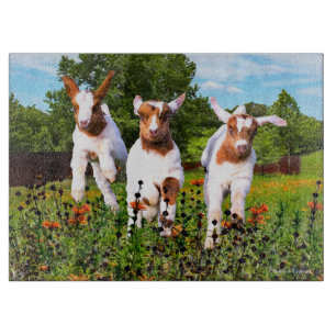 "Baby-getter" 15x11:a styckningsstyrelsen