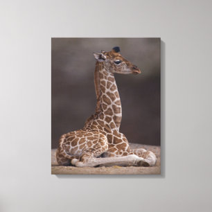 Baby Giraff Lindad Canvas