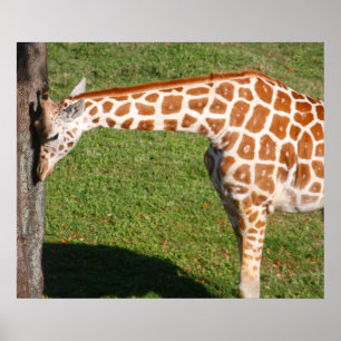 Baby Giraff Poster