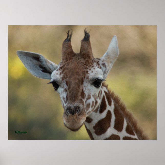 Baby Giraffe 08 Poster (Framsidan)