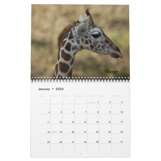 Baby Giraffe 2012 Kalender (Jan 2026)