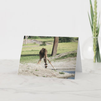 Baby Giraffe (Calf) som dricker djurfoto från vild Kort