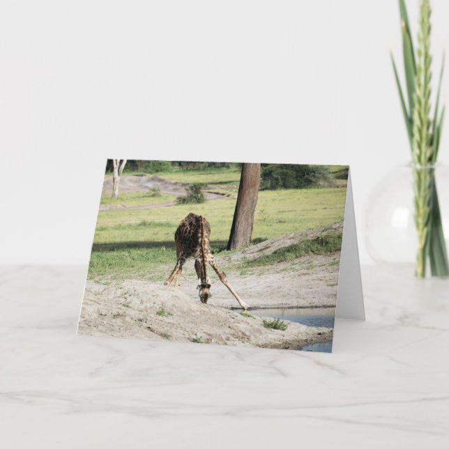 Baby Giraffe (Calf) som dricker djurfoto från vild Kort (Framsida)