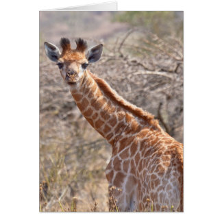 Baby Giraffe Hälsningskort