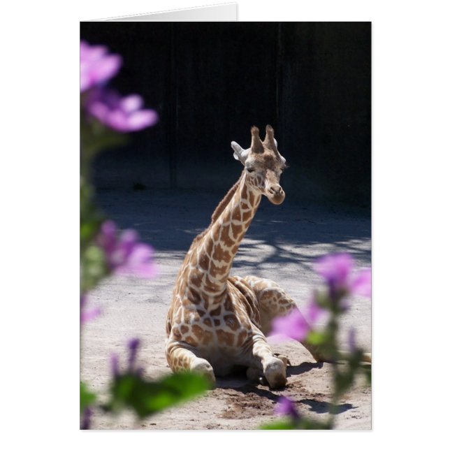 baby giraffe hälsningskort (Framsidan)