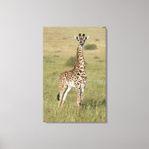 Baby Giraffe in Nairobi Canvastryck