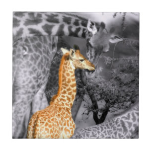 Baby Giraffe Kakelplatta
