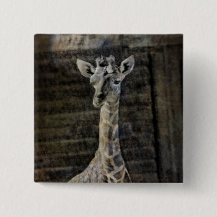 Baby Giraffe Knapp