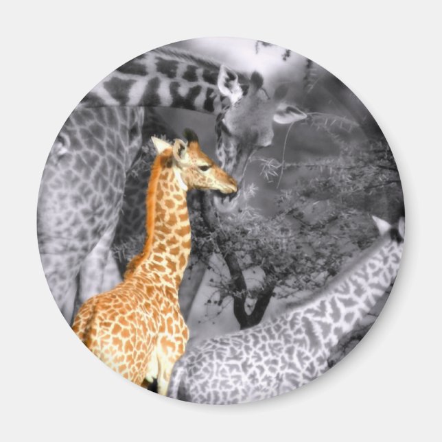 Baby Giraffe Magnet (Framsidan)