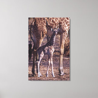 Baby giraffe och mor, Tanzania Canvastryck