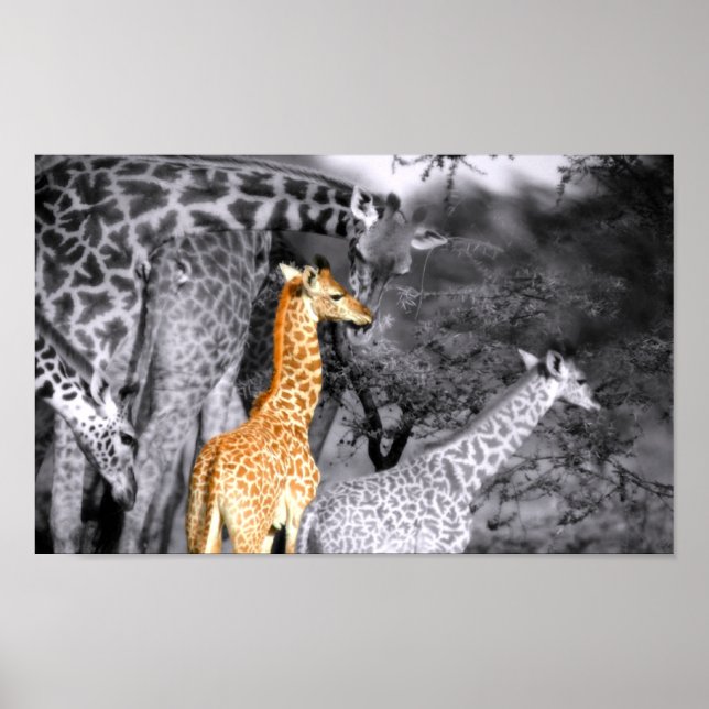 Baby Giraffe Poster (Framsidan)