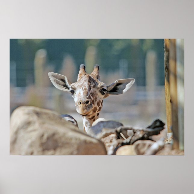 Baby Giraffe Poster (Framsidan)