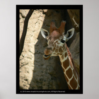 Baby Giraffe Poster utskrifter