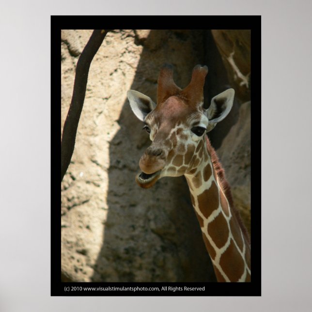 Baby Giraffe Poster utskrifter (Framsidan)