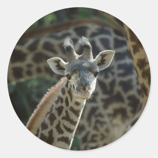 Baby Giraffe Runt Klistermärke (Framsida)