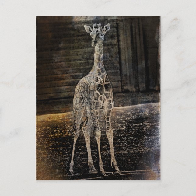Baby Giraffe Vykort (Framsida)