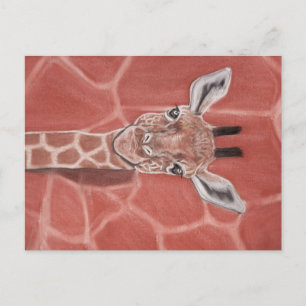Baby Giraffe Vykort