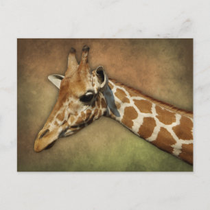 Baby Giraffe Vykort