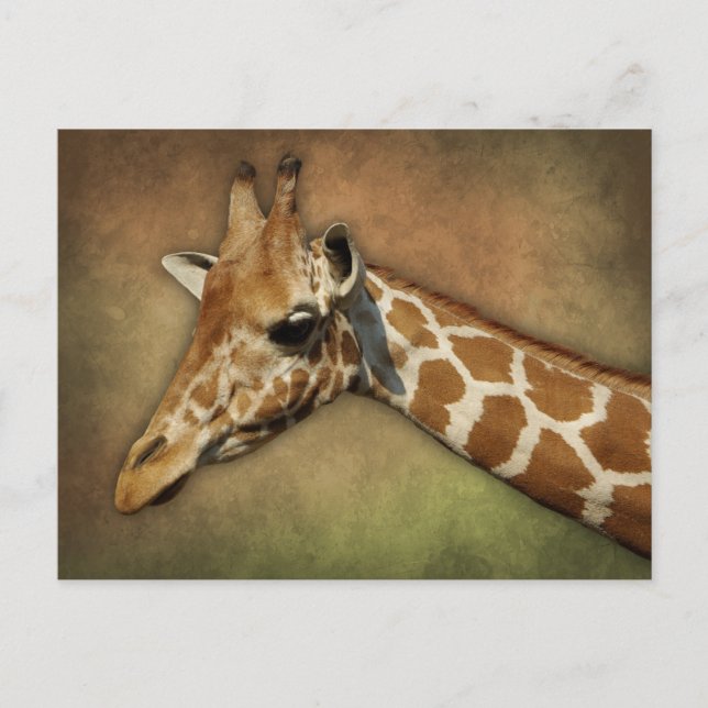 Baby Giraffe Vykort (Framsida)