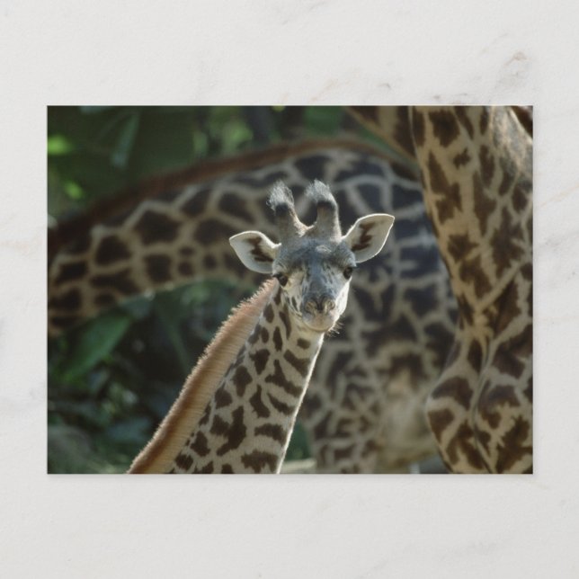 Baby Giraffe Vykort (Framsida)