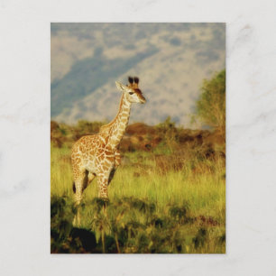Baby Giraffe-vykort för vilda djur Vykort