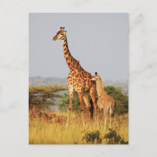 Baby Giraffe-vykort för vilda djur Vykort