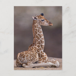 Baby Giraffe-vykort Vykort