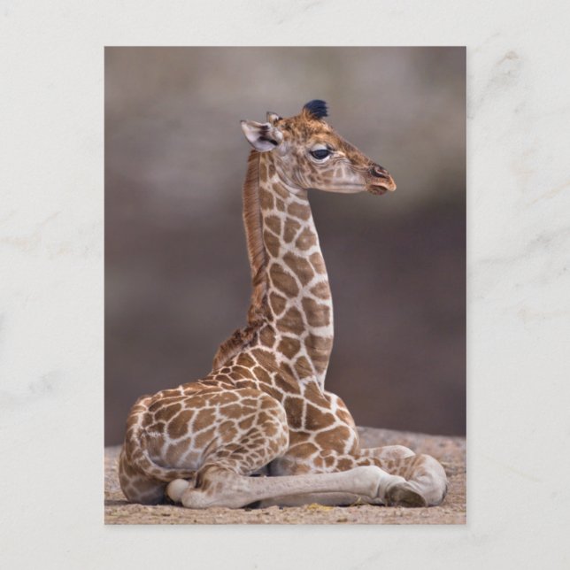 Baby Giraffe-vykort Vykort (Framsida)