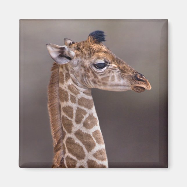 Baby-Giraffmagnet Magnet (Framsidan)