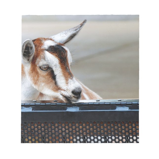 Baby Goat Anteckningsblock (Framsida)