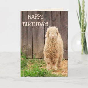 Baby Goat Birthday Kort