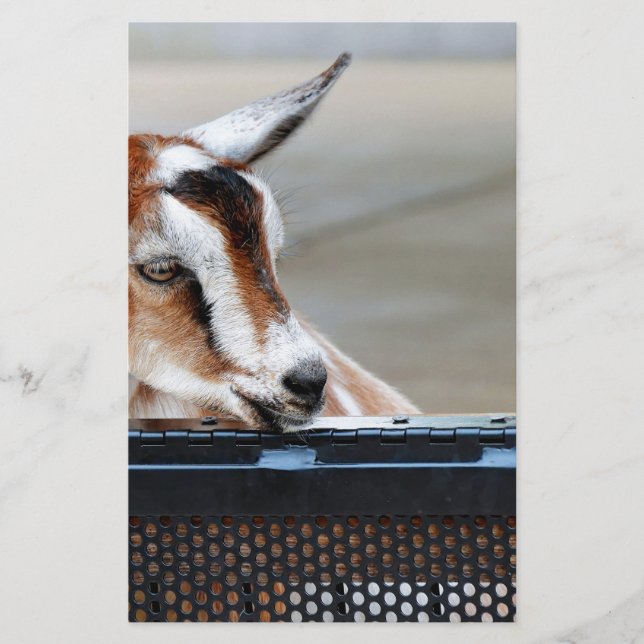 Baby Goat Brevpapper (Framsida)