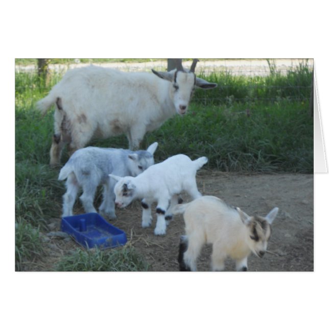 Baby Goat Family OBS Kort (Framsidan Horizontal)