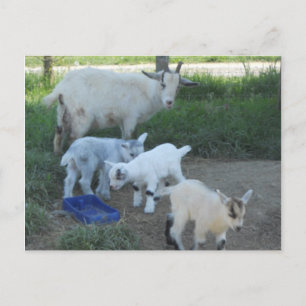 Baby Goat Family Vykort