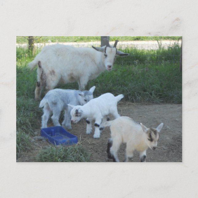 Baby Goat Family Vykort (Framsida)