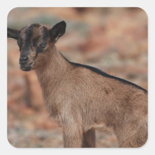 Baby Goat Fyrkantigt Klistermärke