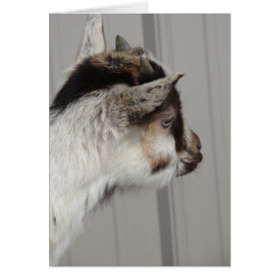 Baby Goat Hälsningskort