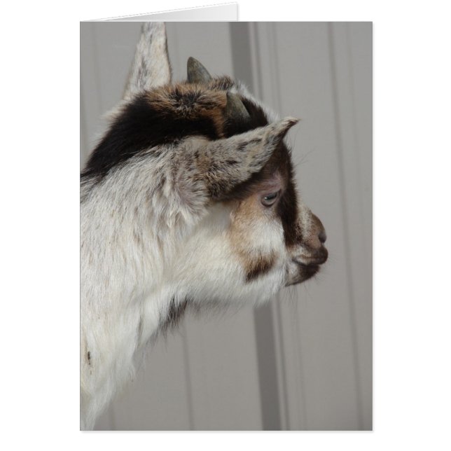 Baby Goat Hälsningskort (Framsidan)