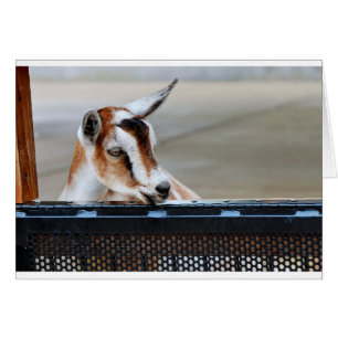 Baby Goat Hälsningskort