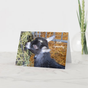 Baby Goat Hay Sympathy Kort