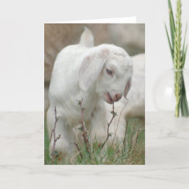 Baby Goat Kort