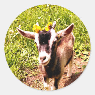 Baby Goat med blommor Lakan från Stickers Runt Klistermärke