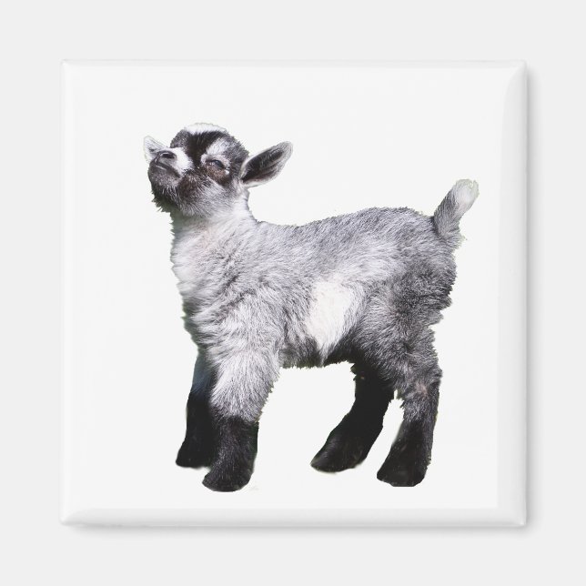 Baby Goat Nose i Luft Magnet (Framsidan)