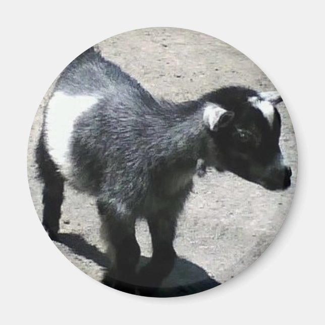 Baby Goat på zoombilden Magnet (Framsidan)