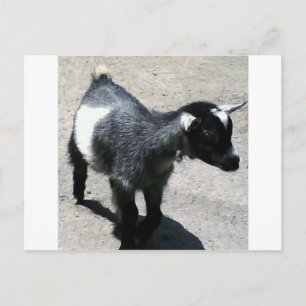 Baby Goat på zoombilden Vykort