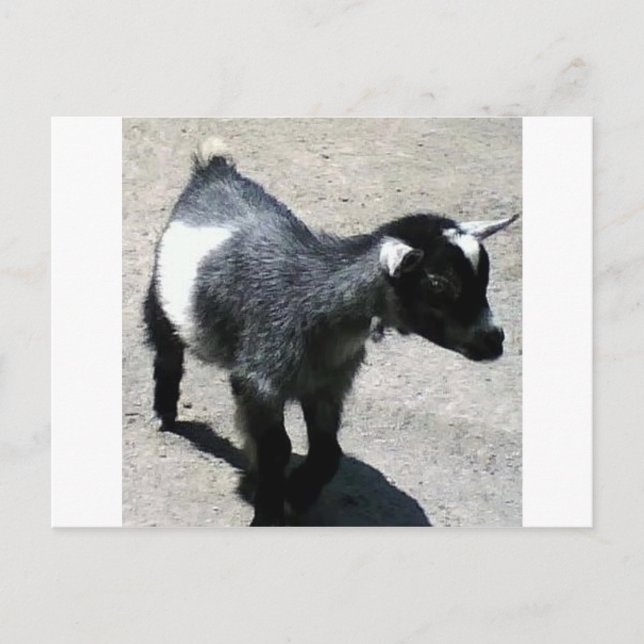Baby Goat på zoombilden Vykort (Framsida)