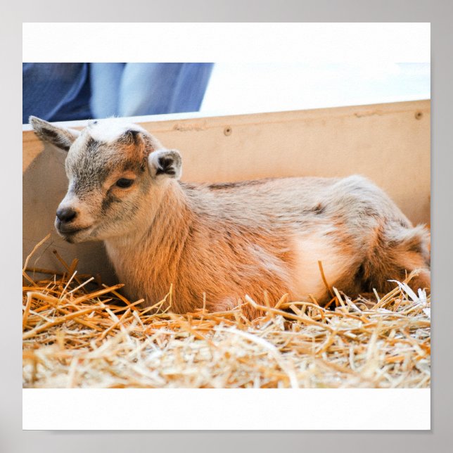 Baby Goat Poster (Framsidan)