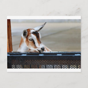 Baby Goat Vykort