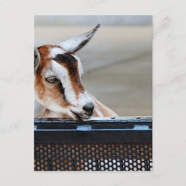 Baby Goat Vykort (Framsida)